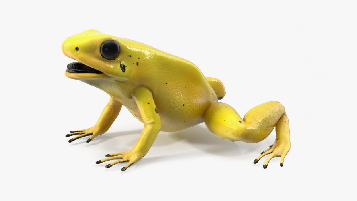 Golden Dart Frog Rigged for Maya 3D