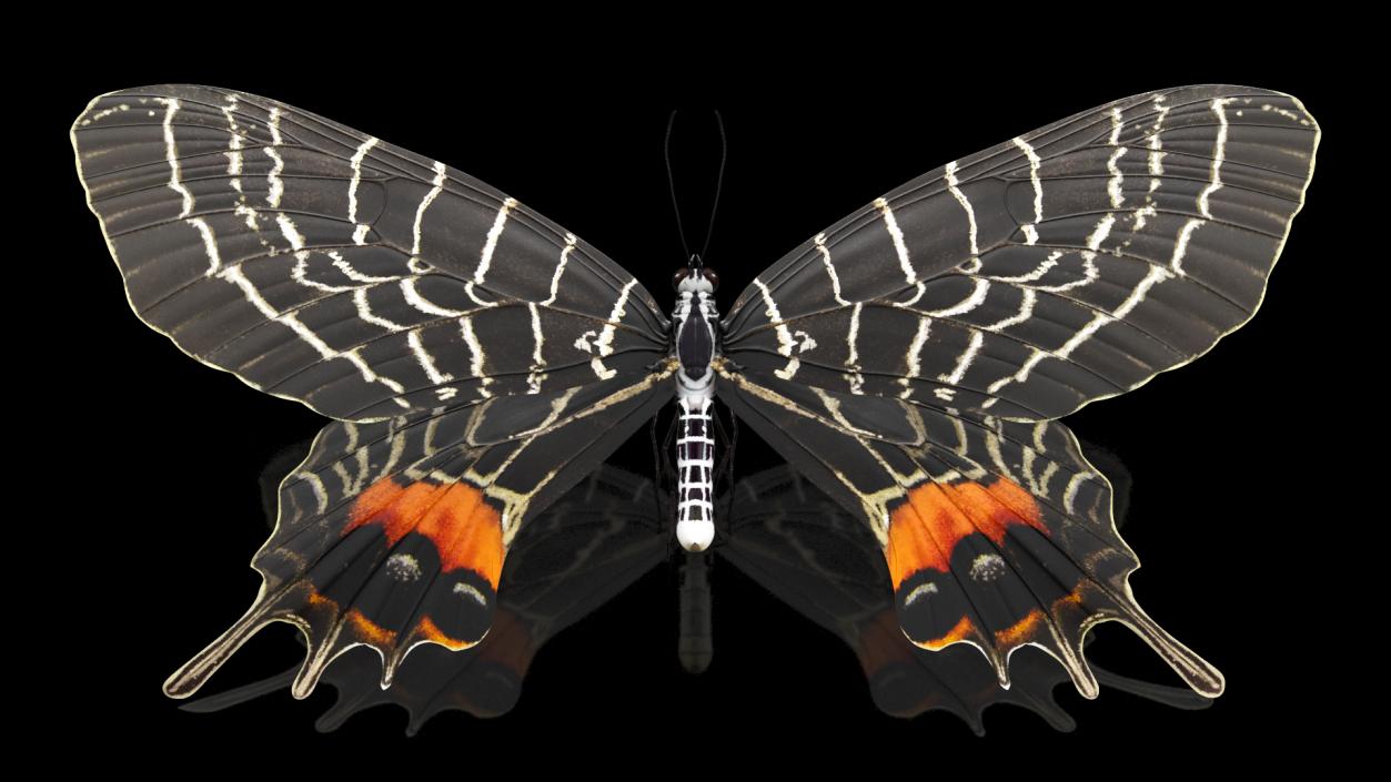 3D model Animated Flight Bhutan Glory Butterfly Rigged