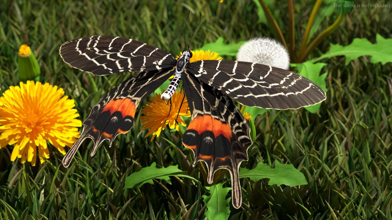 3D model Animated Flight Bhutan Glory Butterfly Rigged