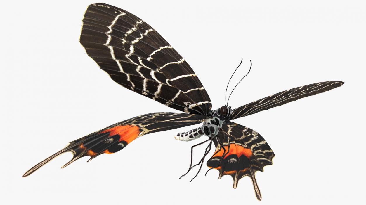 3D model Animated Flight Bhutan Glory Butterfly Rigged