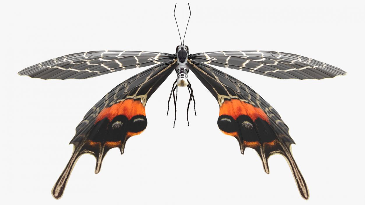 3D model Animated Flight Bhutan Glory Butterfly Rigged