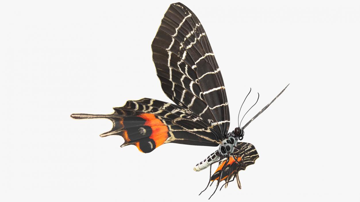 3D model Animated Flight Bhutan Glory Butterfly Rigged