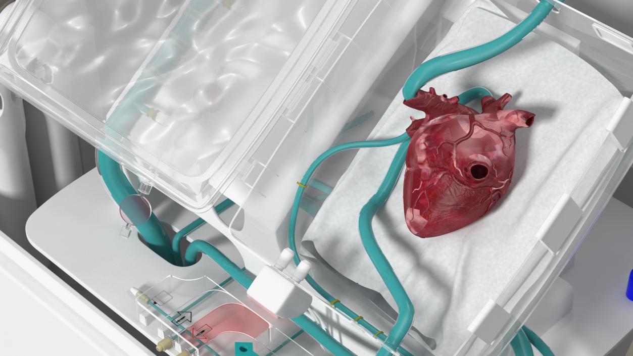 3D Organ Care System with Heart model