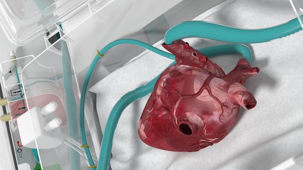 3D Organ Care System with Heart model