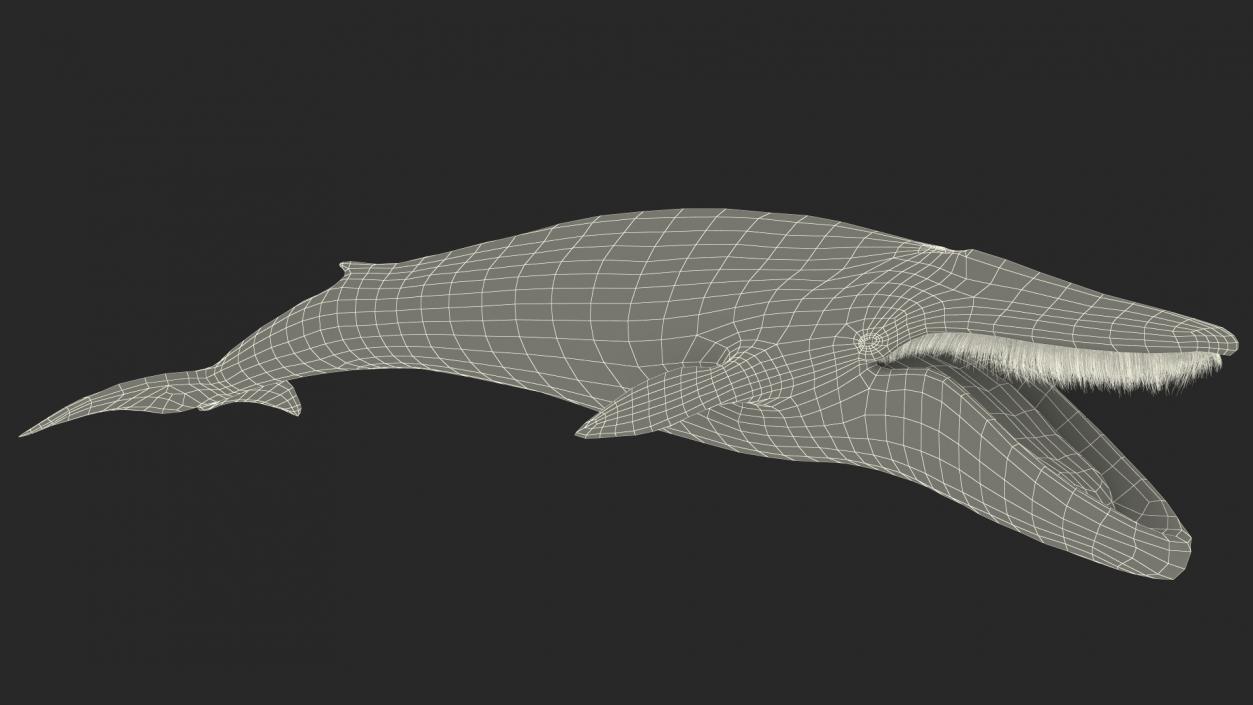 Blue Whale Fur 3D model