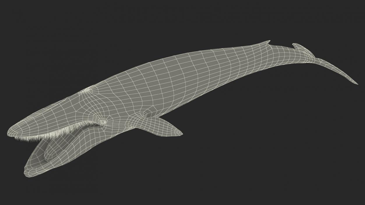 Blue Whale Fur 3D model