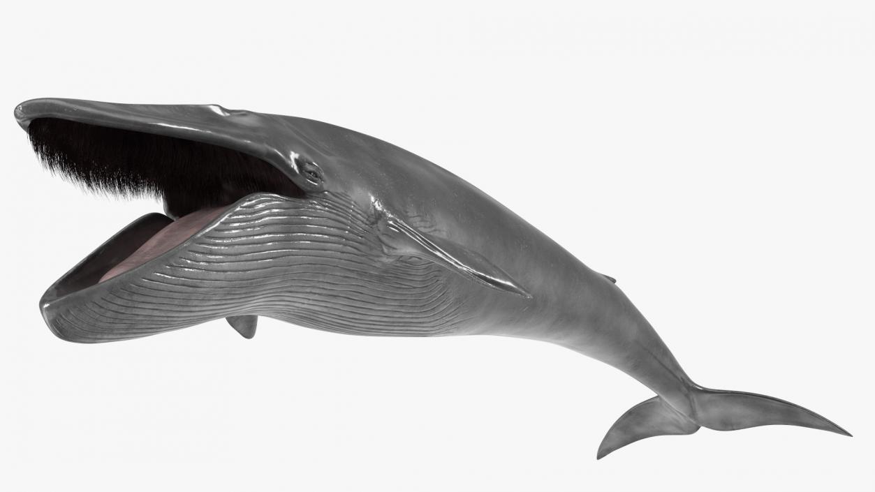 Blue Whale Fur 3D model