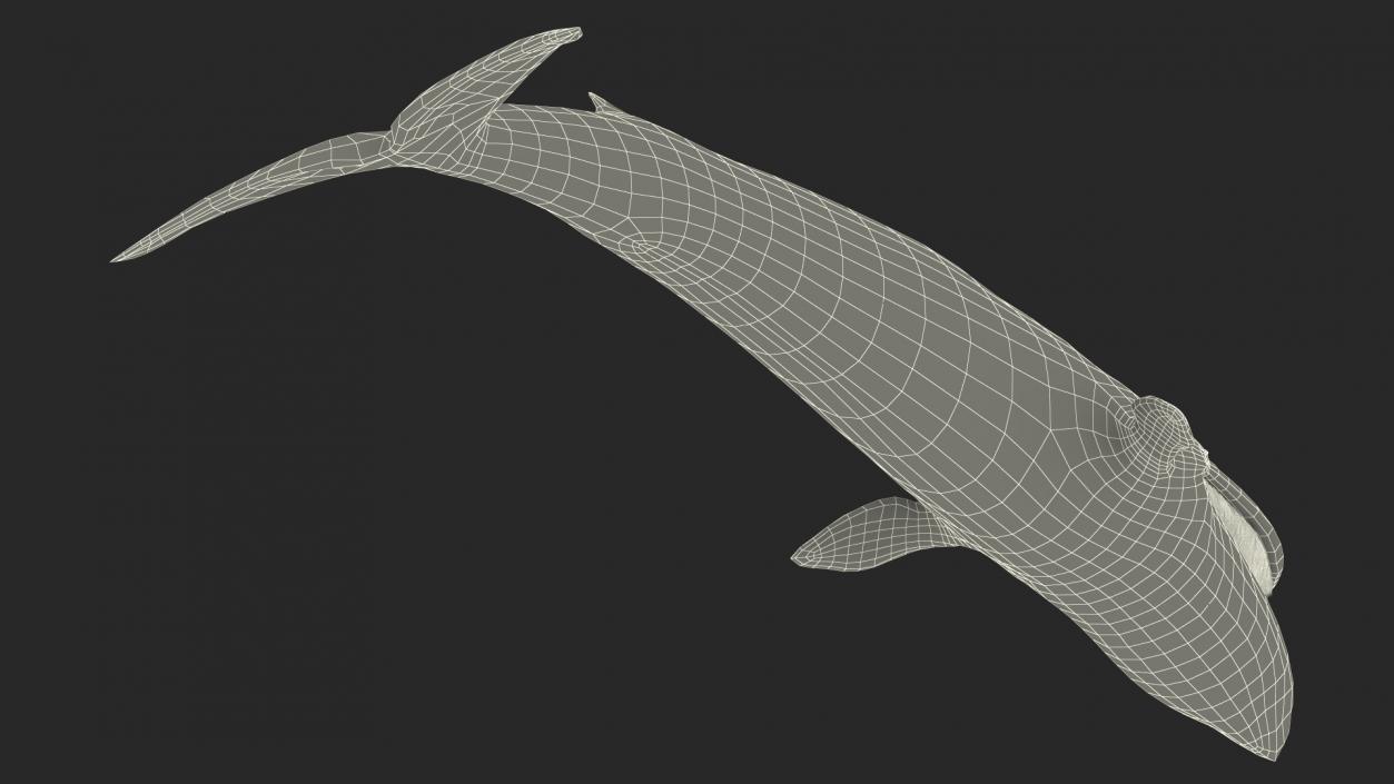 Blue Whale Fur 3D model