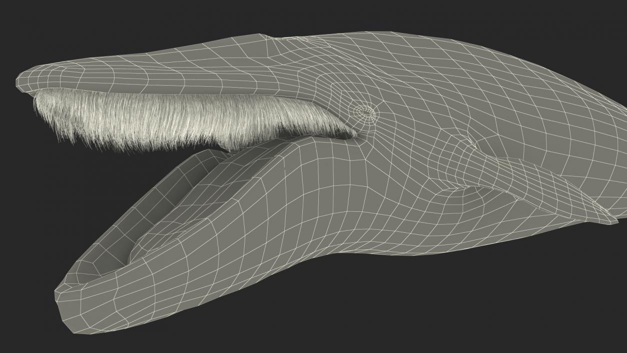 Blue Whale Fur 3D model