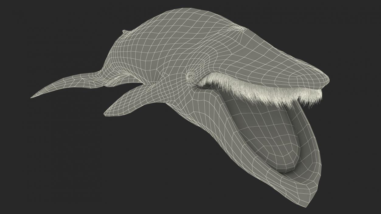 Blue Whale Fur 3D model