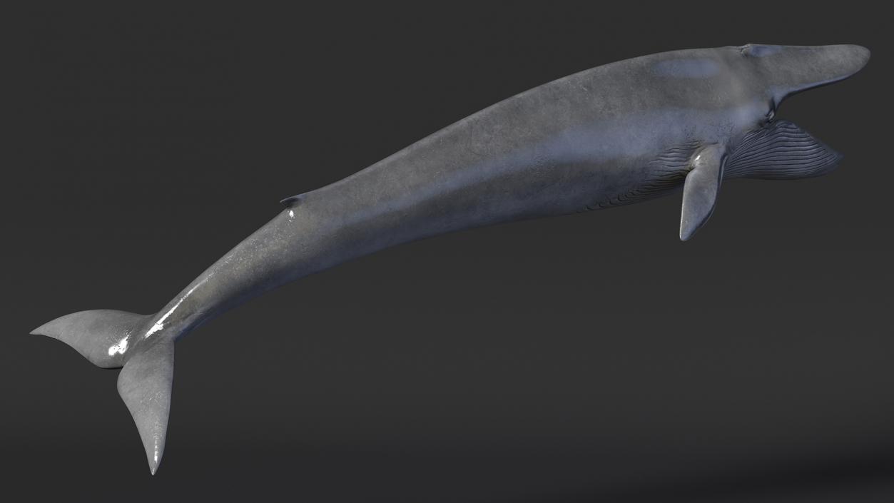 Blue Whale Fur 3D model