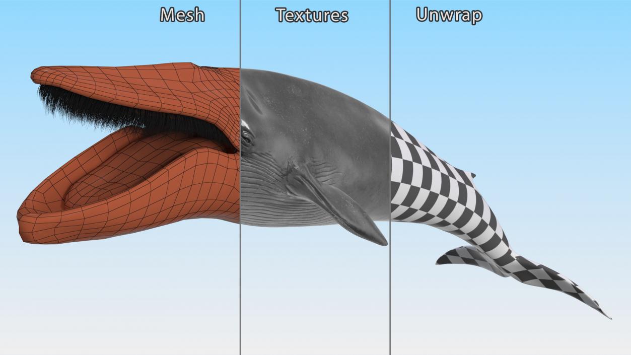 Blue Whale Fur 3D model