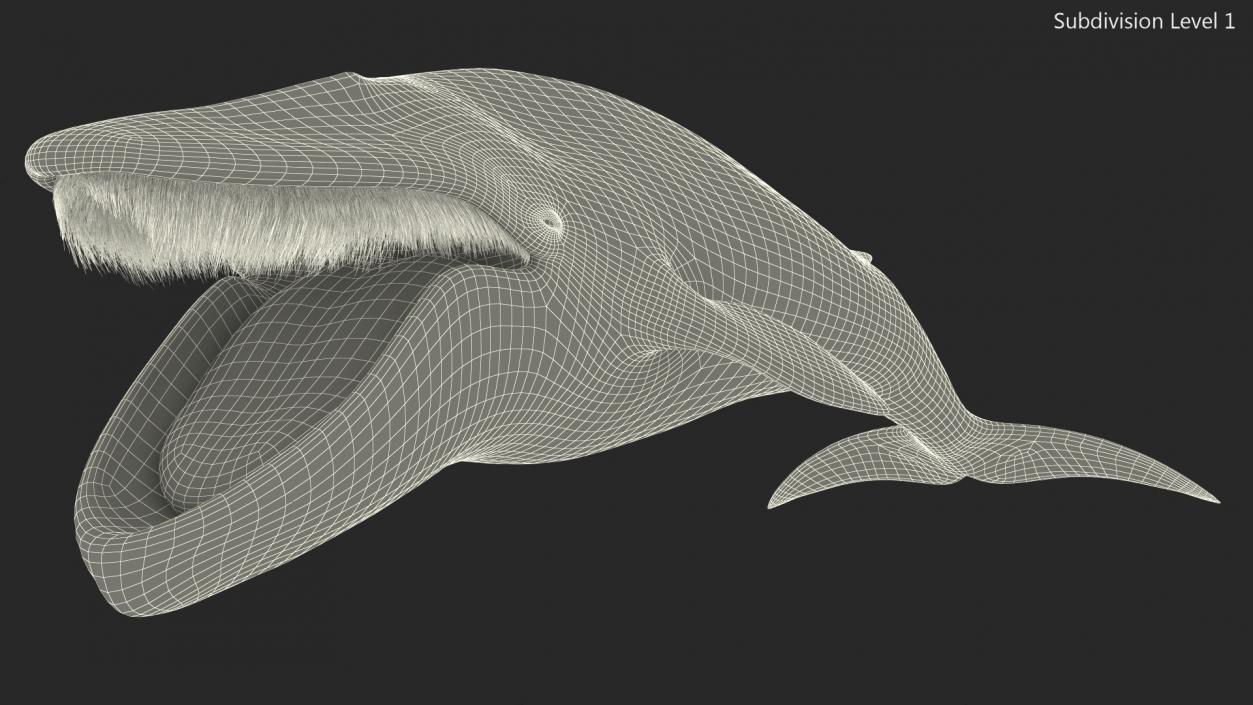 Blue Whale Fur 3D model