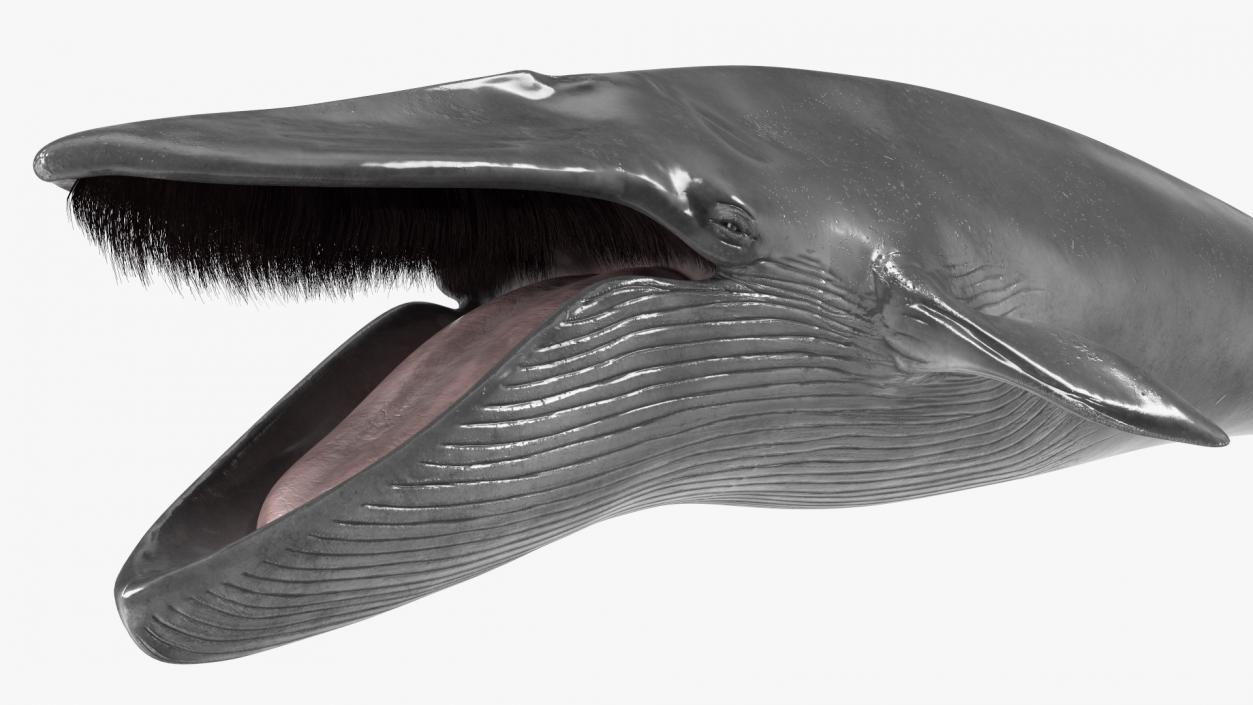 Blue Whale Fur 3D model