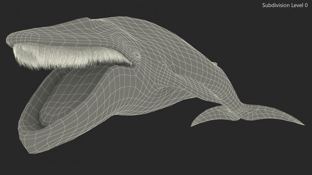 Blue Whale Fur 3D model