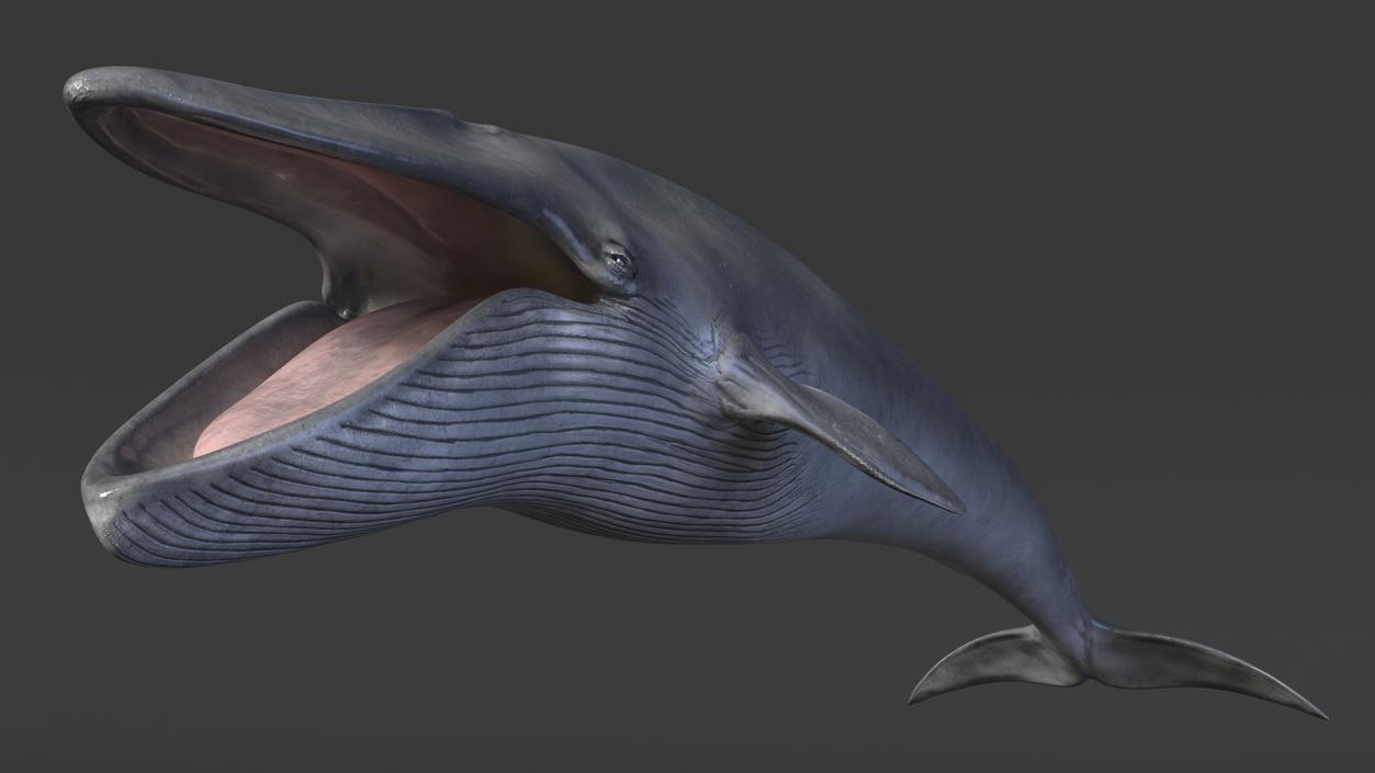 Blue Whale Fur 3D model