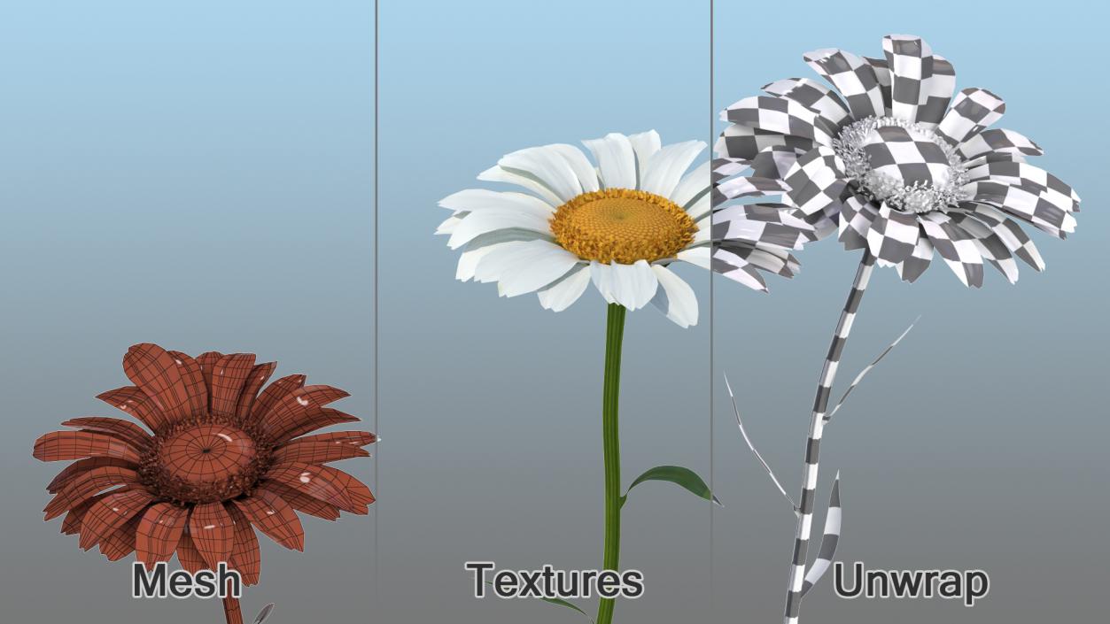 Leucanthemum Vulgare Flowers Set 3D