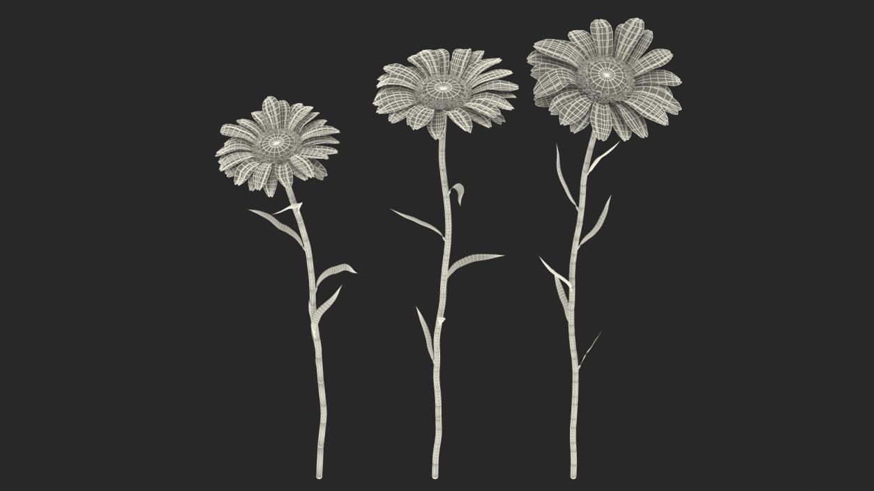 Leucanthemum Vulgare Flowers Set 3D