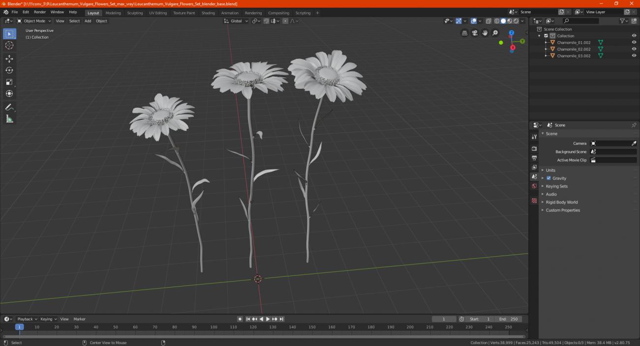 Leucanthemum Vulgare Flowers Set 3D