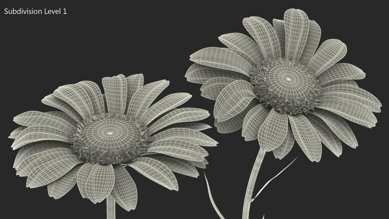 Leucanthemum Vulgare Flowers Set 3D