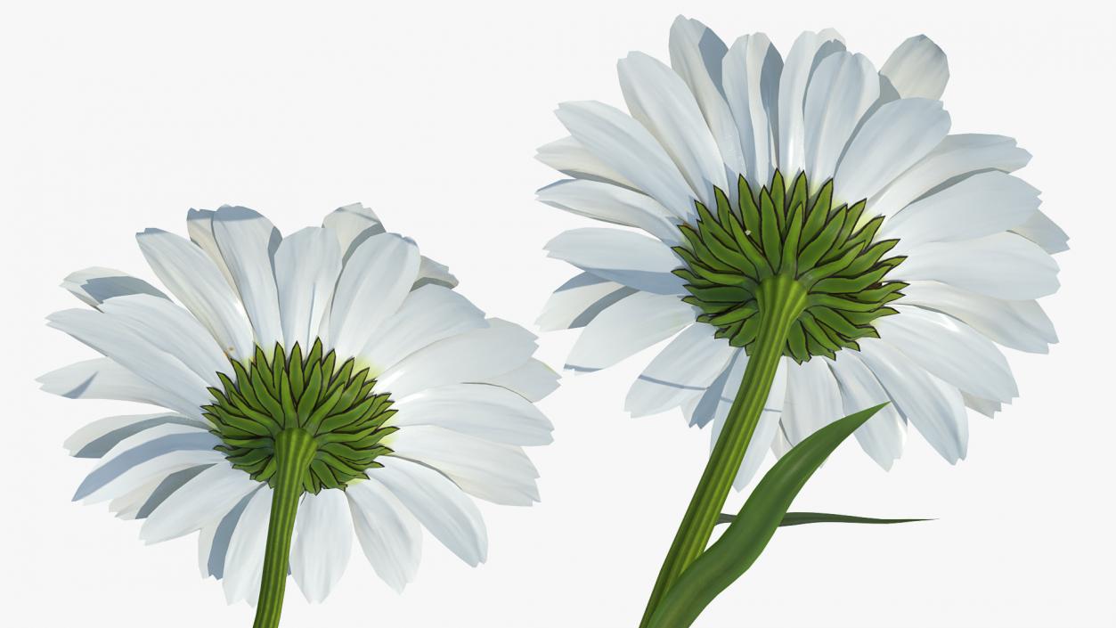 Leucanthemum Vulgare Flowers Set 3D