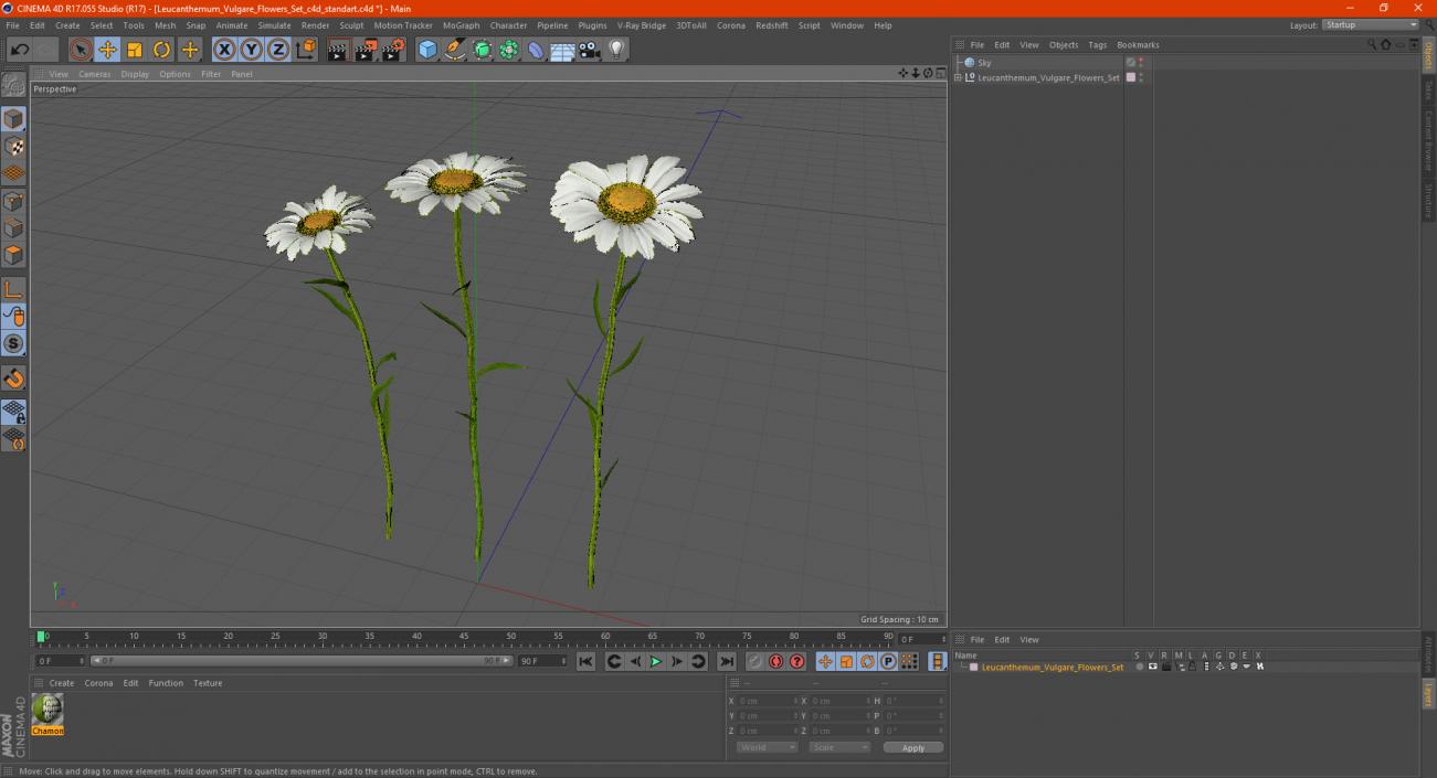 Leucanthemum Vulgare Flowers Set 3D