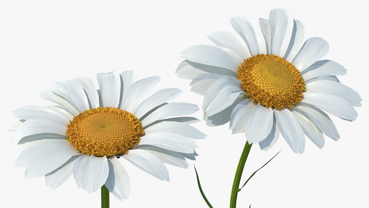 Leucanthemum Vulgare Flowers Set 3D