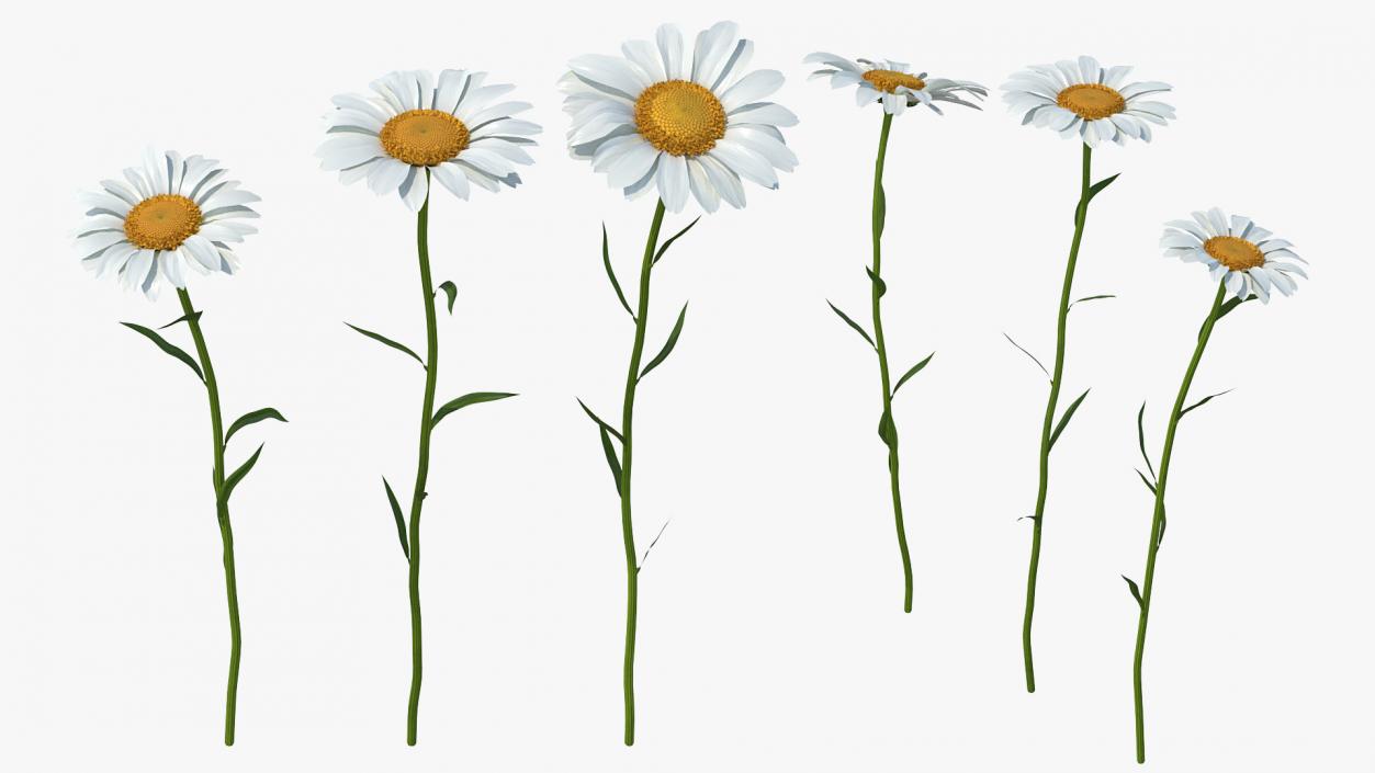 Leucanthemum Vulgare Flowers Set 3D