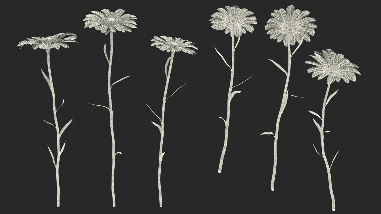 Leucanthemum Vulgare Flowers Set 3D