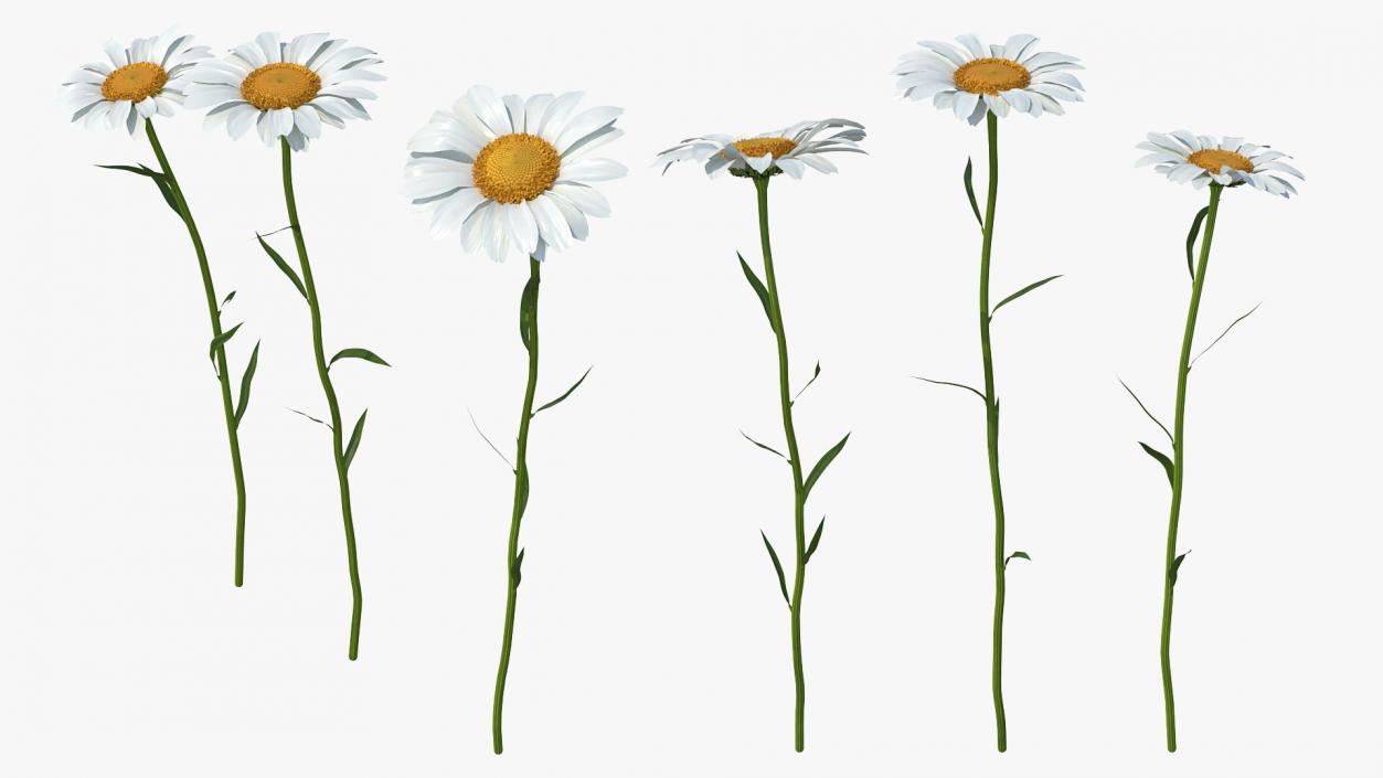 Leucanthemum Vulgare Flowers Set 3D