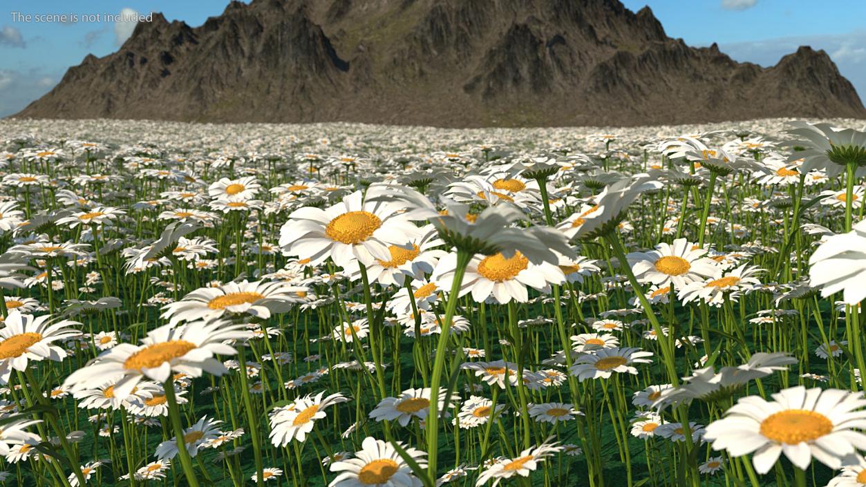 Leucanthemum Vulgare Flowers Set 3D