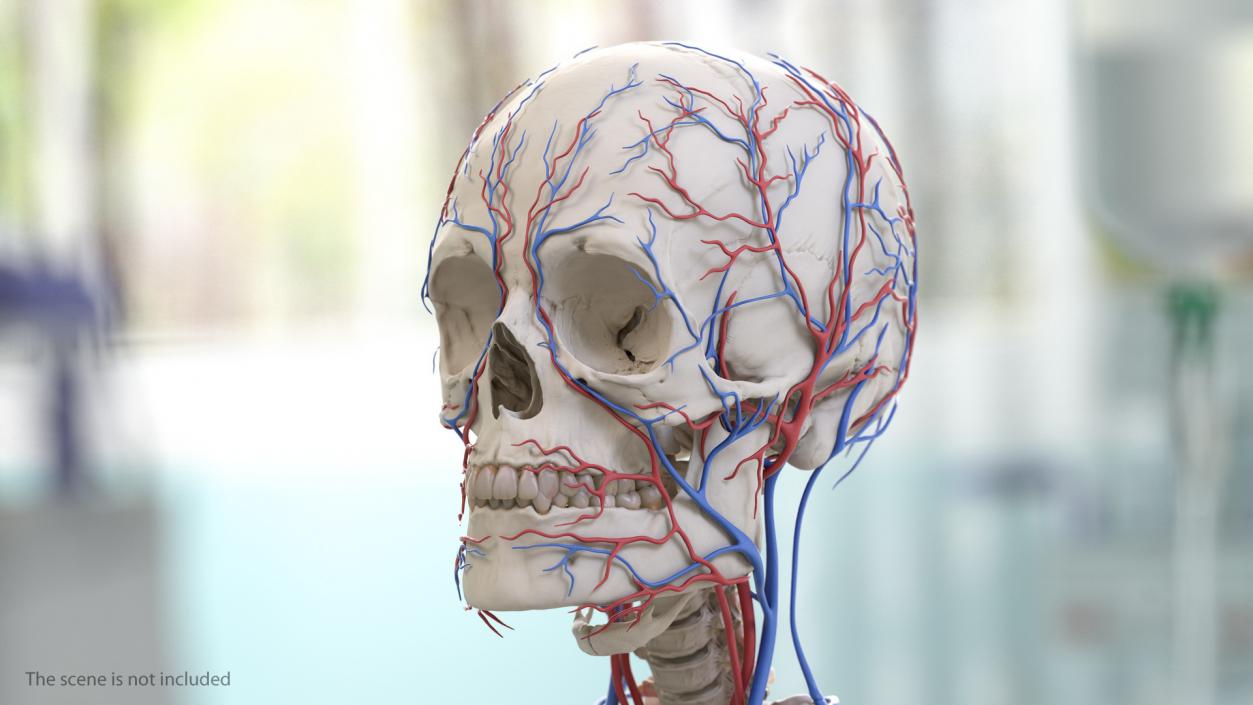 Human Head Cardiovascular System 3D