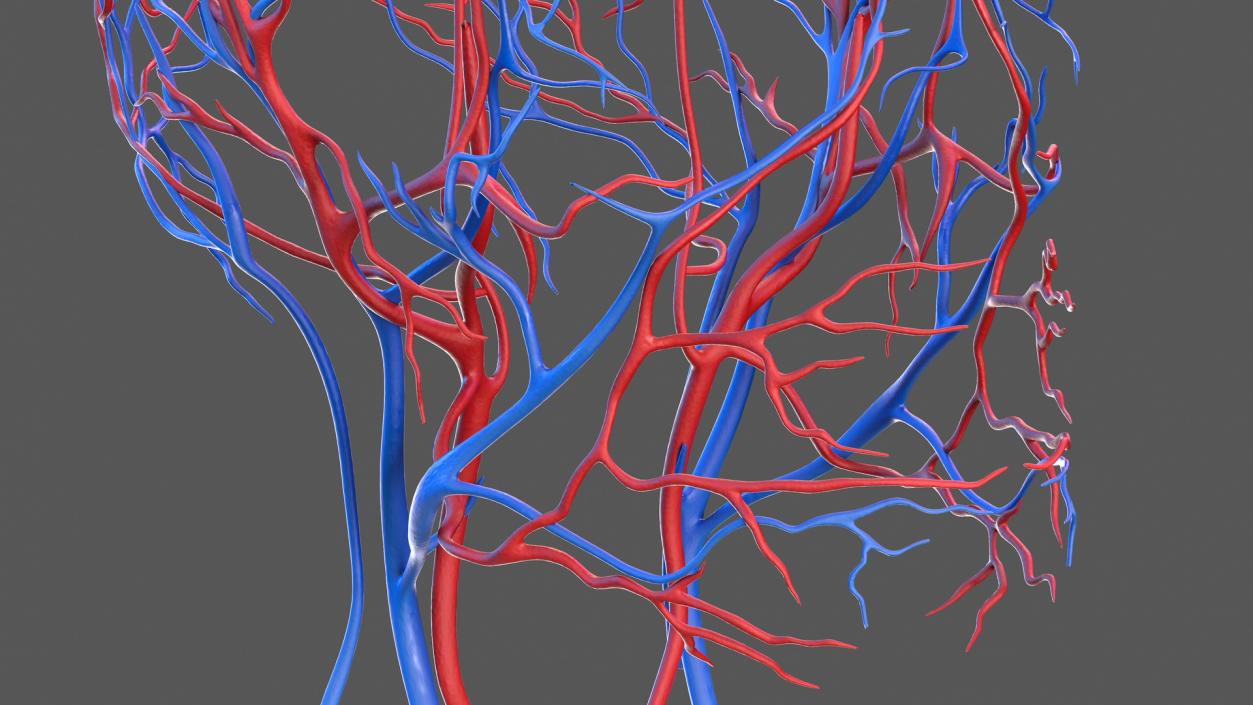 Human Head Cardiovascular System 3D