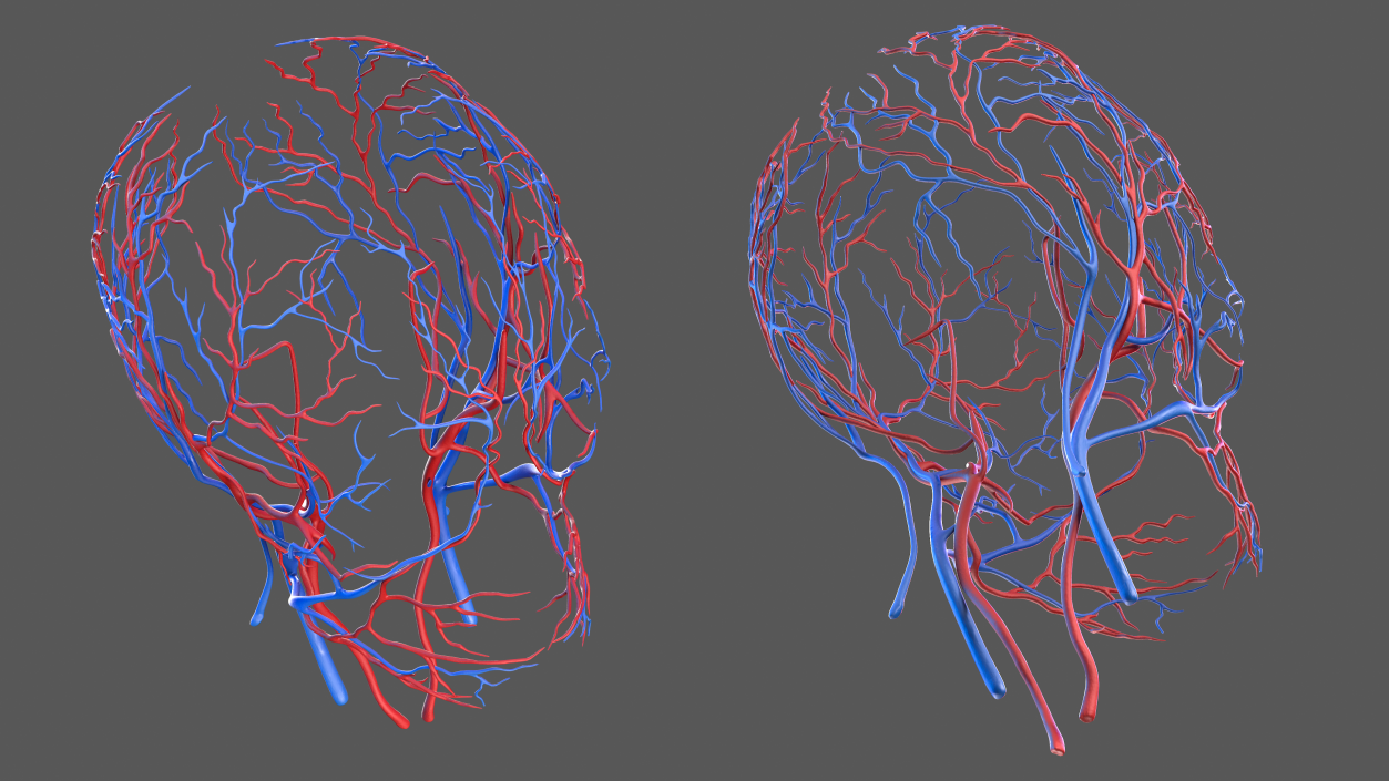 Human Head Cardiovascular System 3D