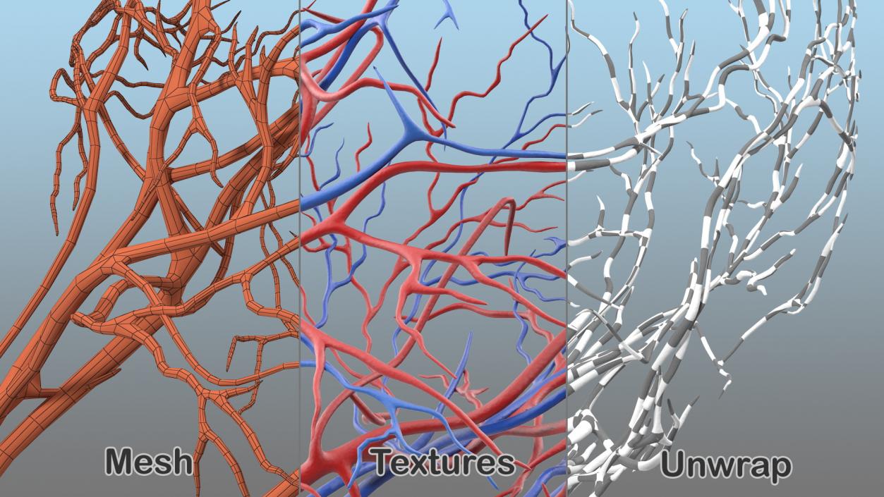 Human Head Cardiovascular System 3D