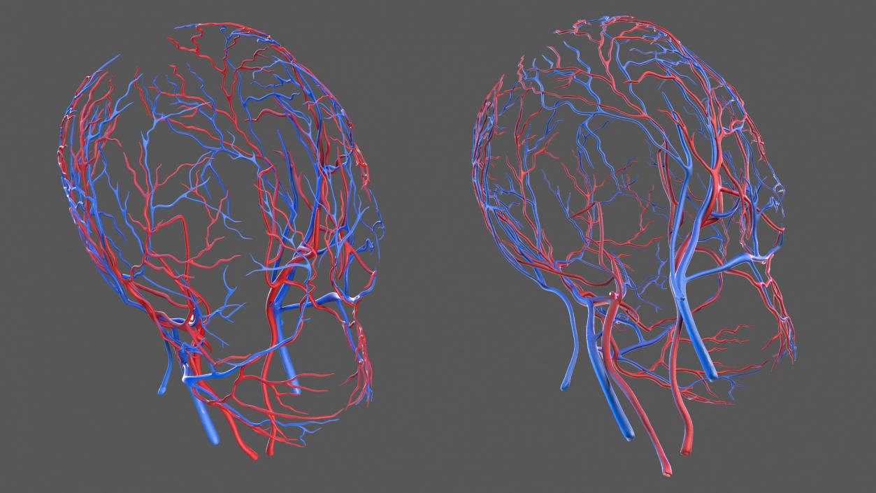 Human Head Cardiovascular System 3D