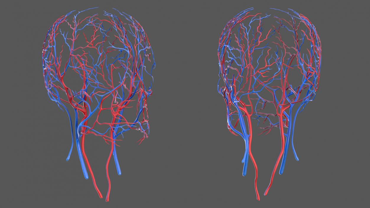 Human Head Cardiovascular System 3D