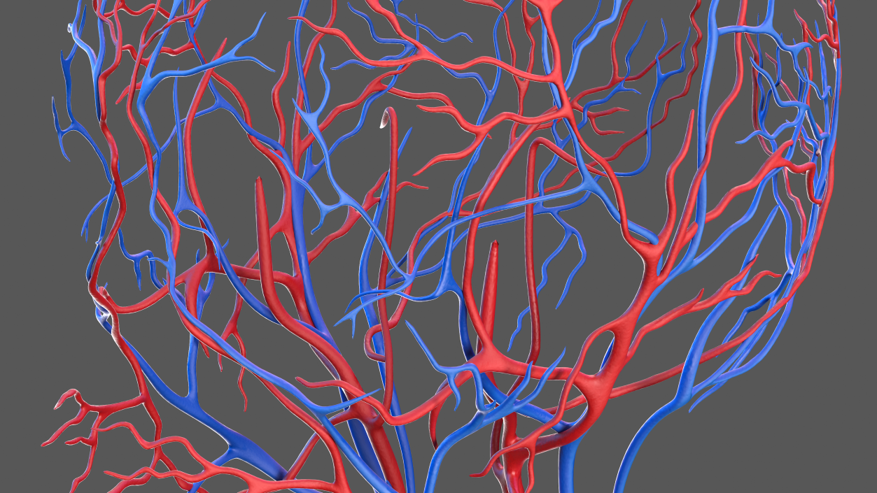 Human Head Cardiovascular System 3D