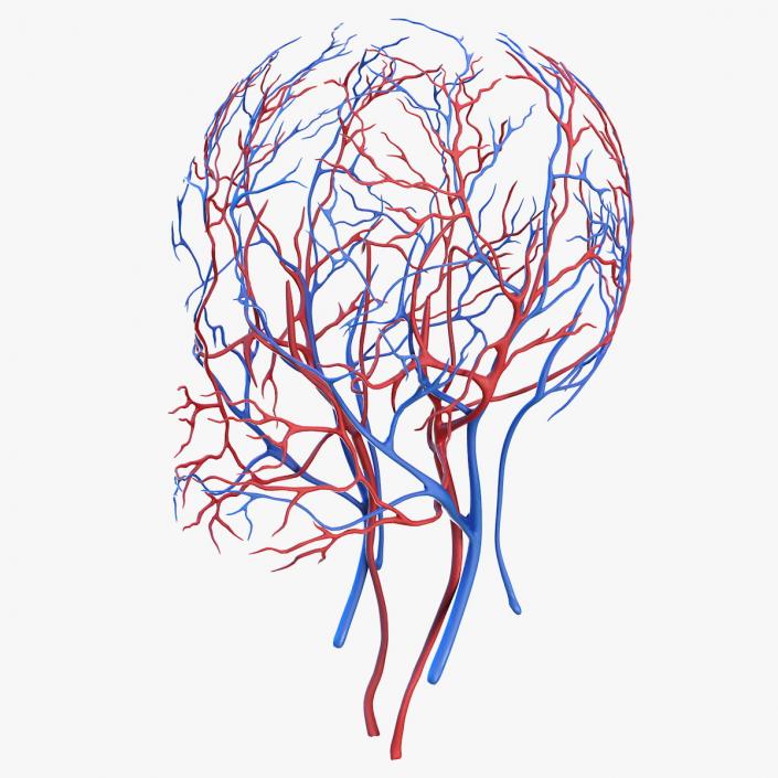 Human Head Cardiovascular System 3D