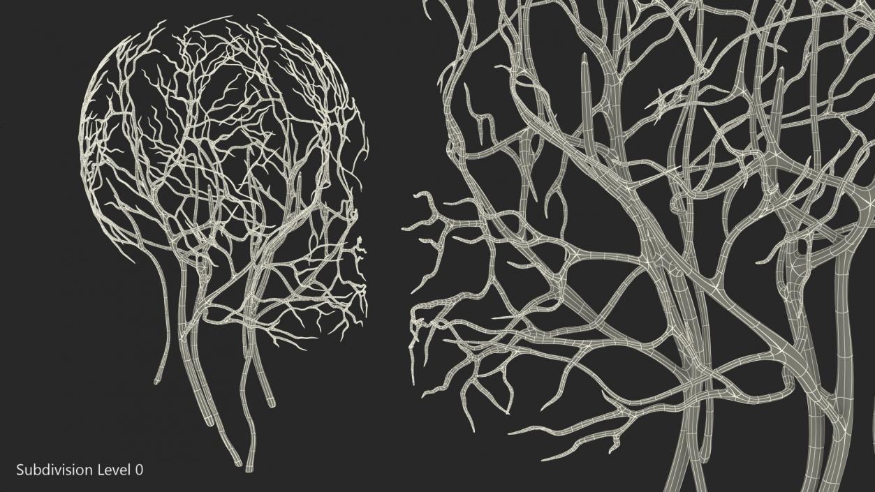 Human Head Cardiovascular System 3D