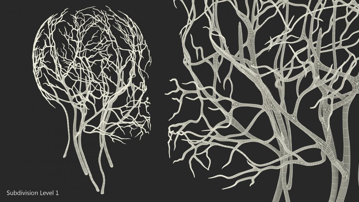 Human Head Cardiovascular System 3D