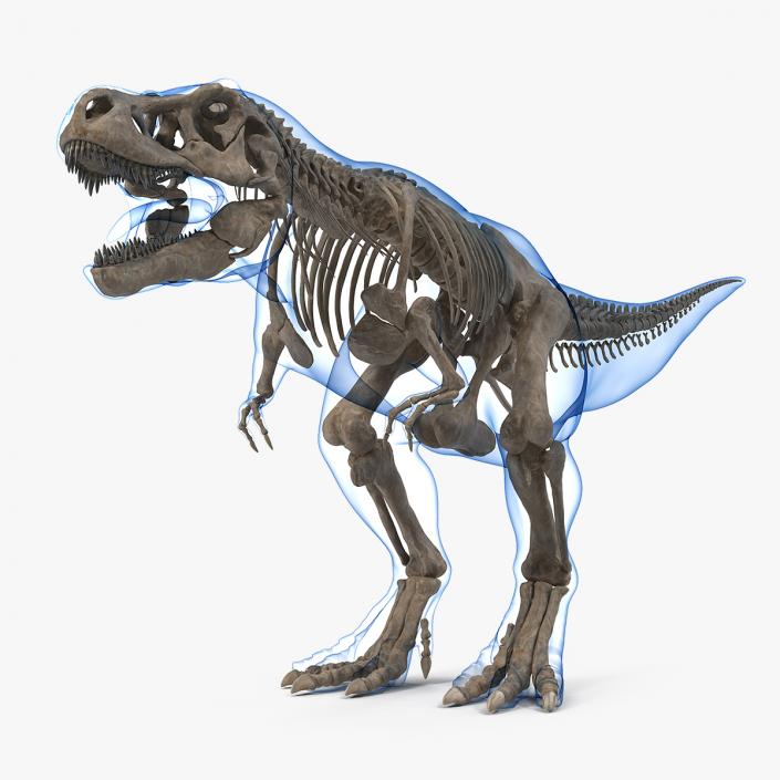 3D Tyrannosaurus Rex Skeleton Fossil with Skin model