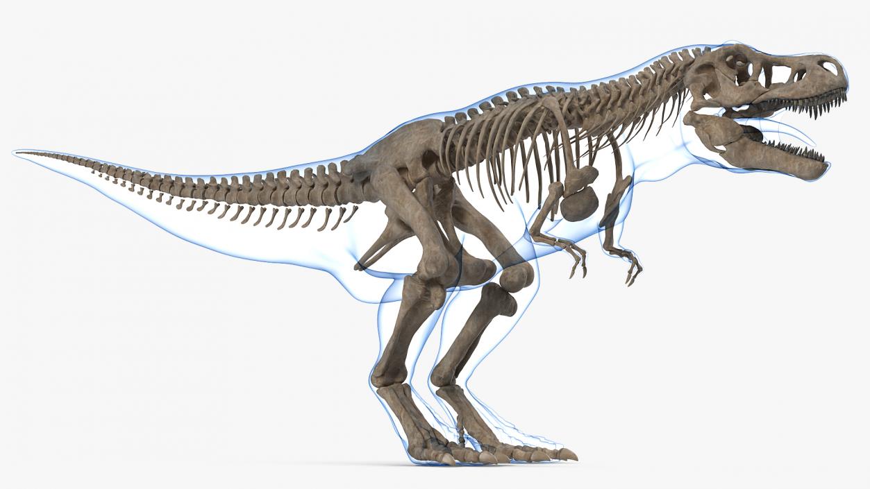 3D Tyrannosaurus Rex Skeleton Fossil with Skin model