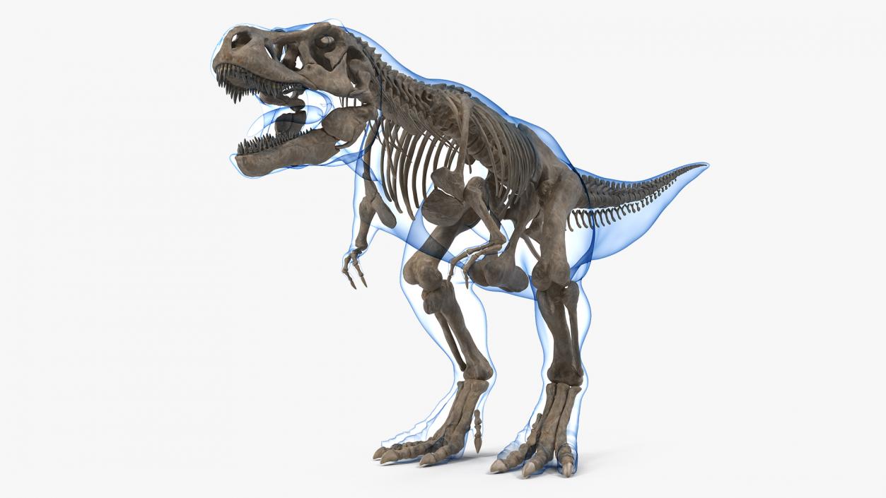 3D Tyrannosaurus Rex Skeleton Fossil with Skin model