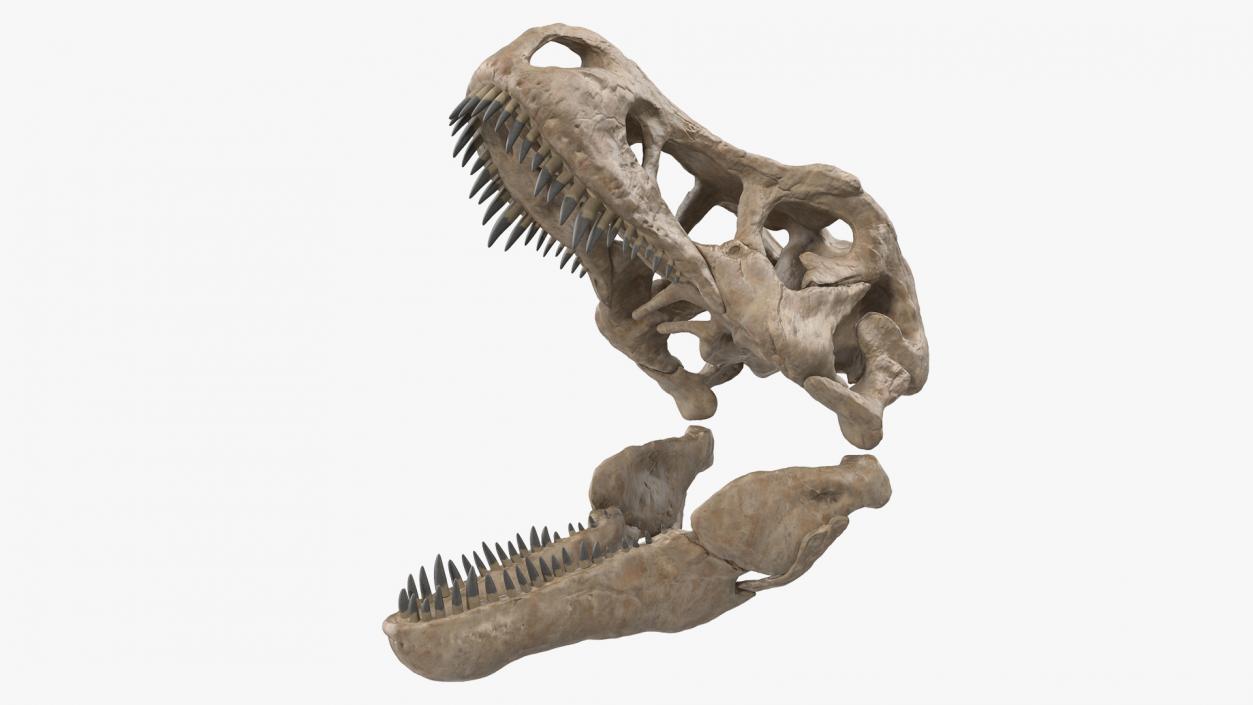 3D Tyrannosaurus Rex Skeleton Fossil with Skin model