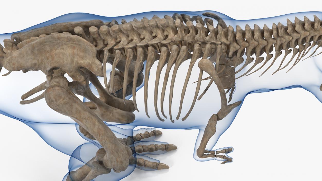 3D Tyrannosaurus Rex Skeleton Fossil with Skin model