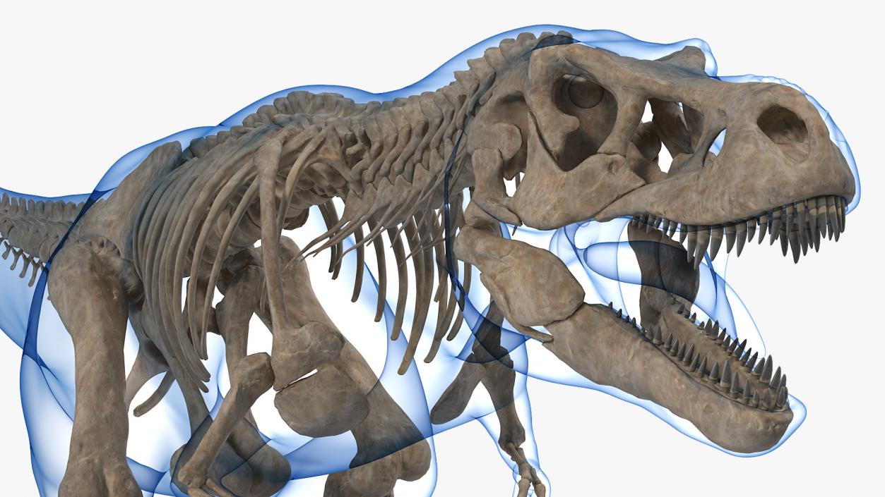 3D Tyrannosaurus Rex Skeleton Fossil with Skin model