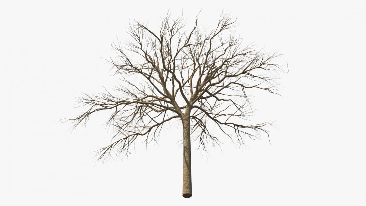 3D Naked Small Tree