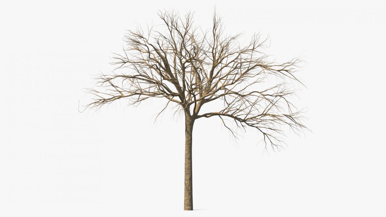 3D Naked Small Tree