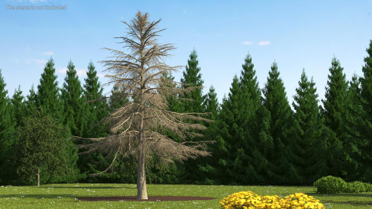 Cedrus Libani Trunk 3D model